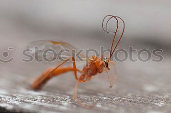 Image, Stock Photo longhorn beetle