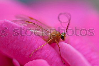 Similar – Image, Stock Photo filigree Nature Animal