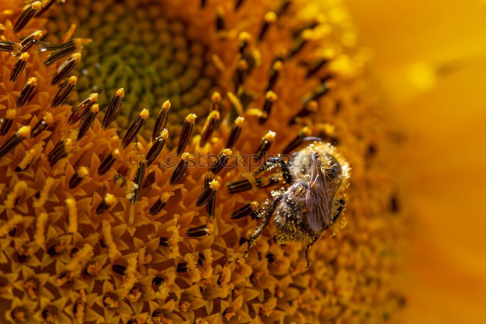 Similar – bee Bee Nectar Flower