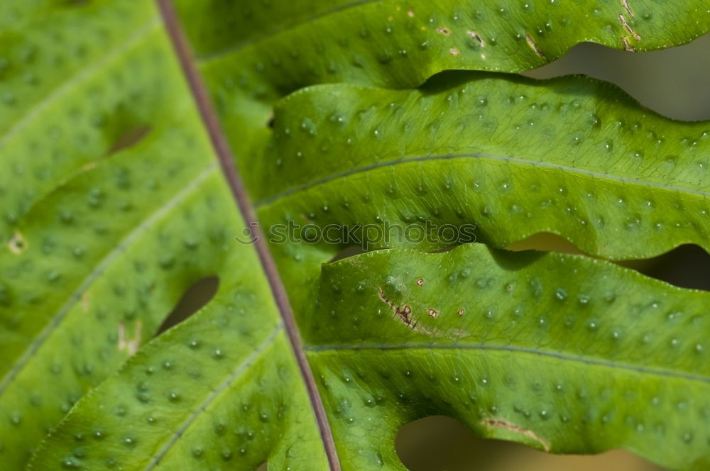 Image, Stock Photo chestnuts Plant Autumn