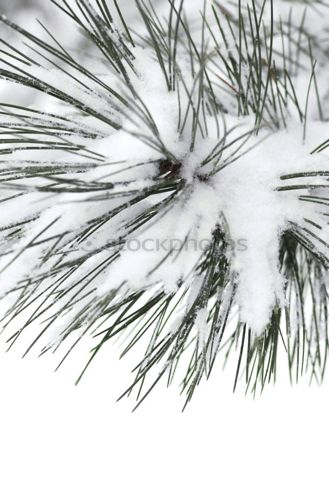 Similar – Image, Stock Photo frost peaks Frozen Cold