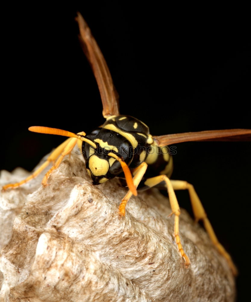 Similar – Congo rose beetle Animal