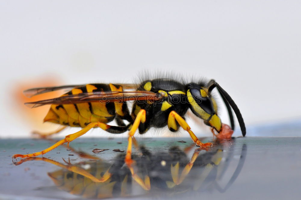 Similar – Image, Stock Photo Hornet 01 Animal Insect