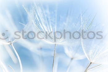 Similar – Ladybird view in IR