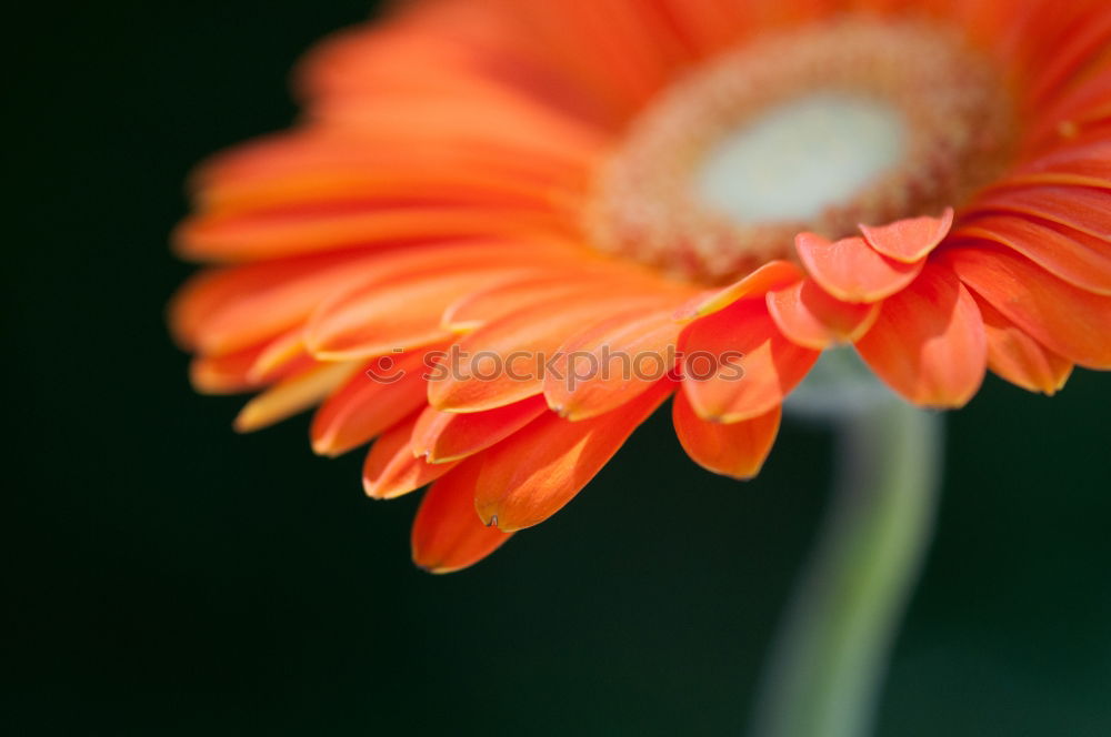 Similar – Foto Bild Rotgelbe Dahlien-Blüten mit Bienen