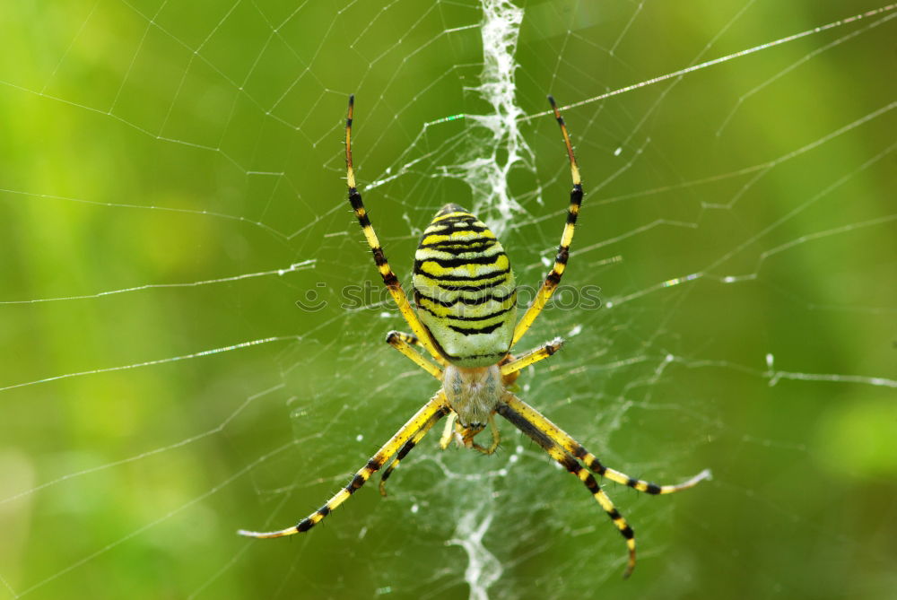 Image, Stock Photo wasp spider Nature