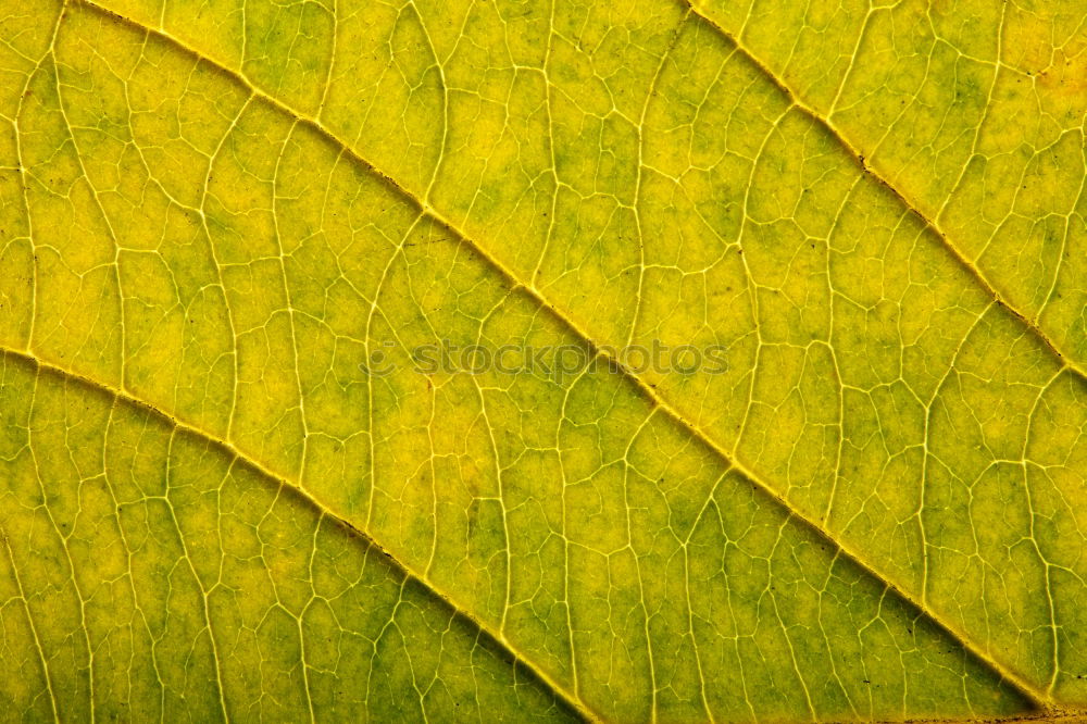 Image, Stock Photo Labyrinth of courgettes 1