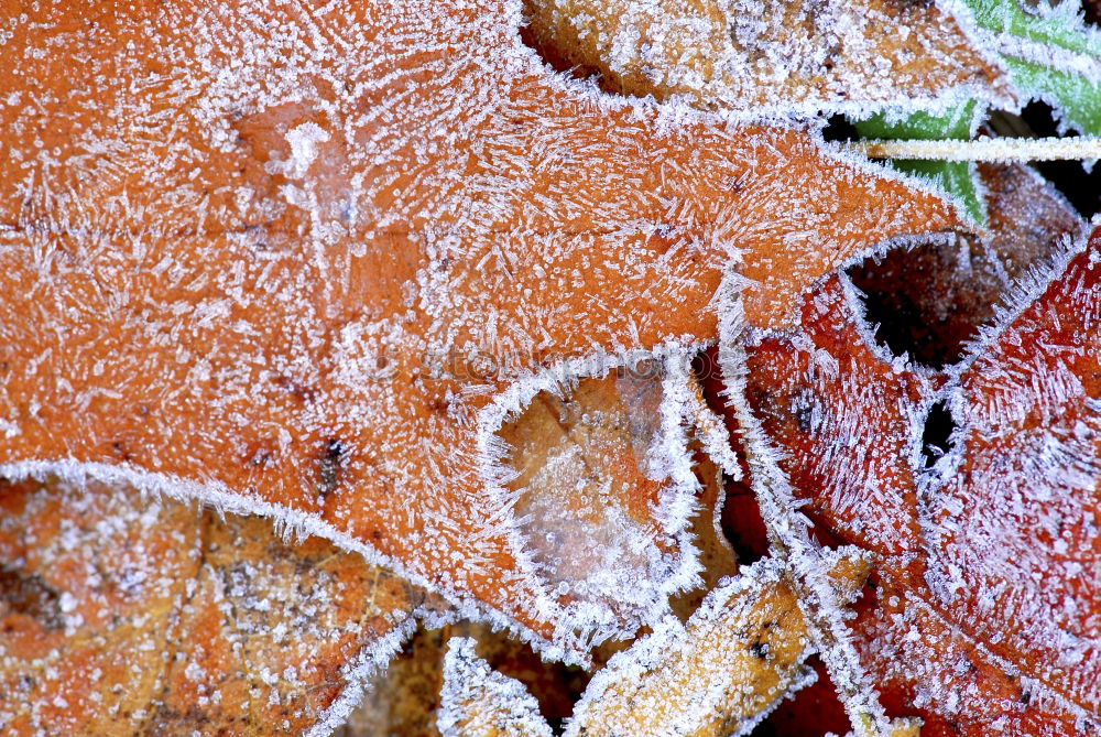 Similar – fall (frozen) leaves