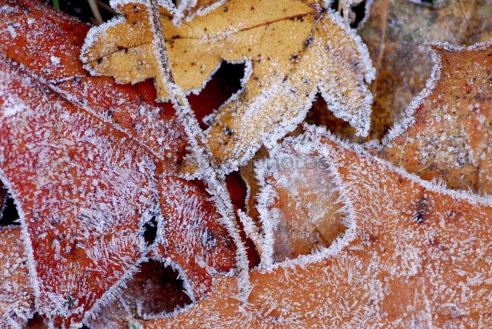 Similar – Amberry tree leaves, hoarfrost,