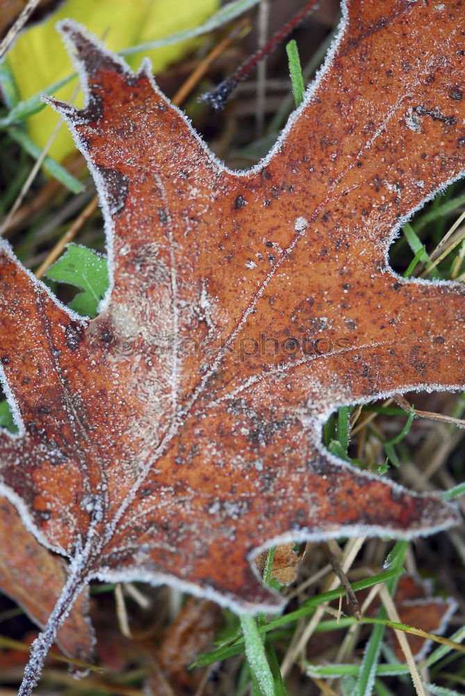 Similar – Image, Stock Photo chilly… Environment