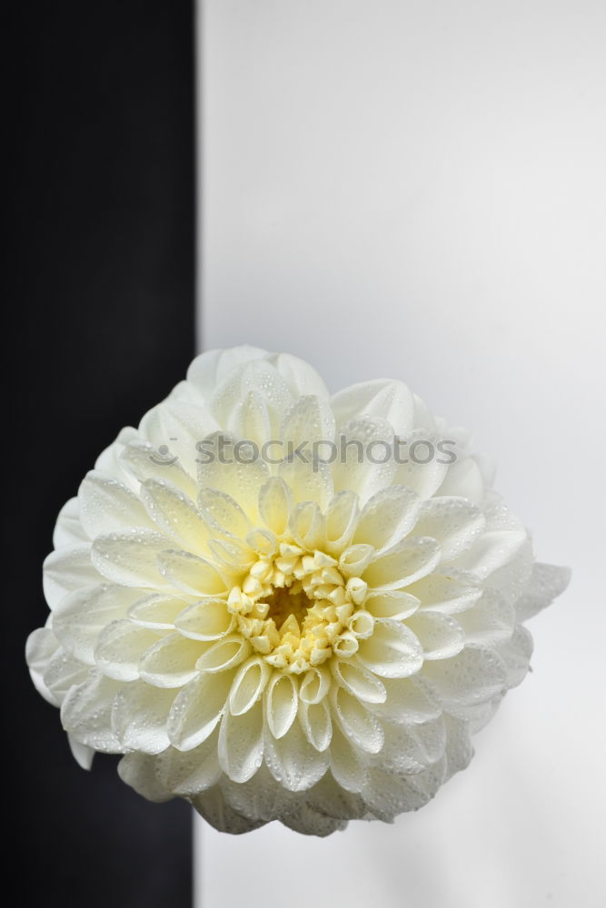 Similar – White peony; Paeonia lactiflora