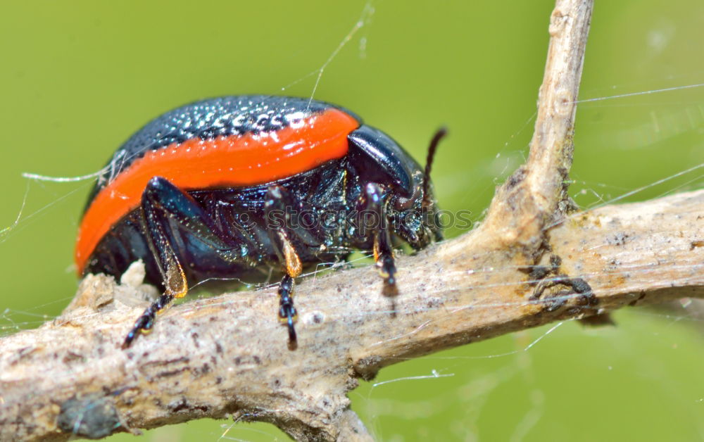 Similar – Image, Stock Photo freshly painted Ladybird