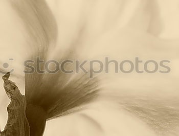 Similar – Foto Bild Good Girl! feminin