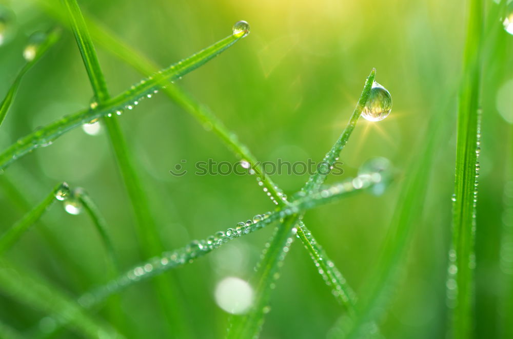 Similar – drops on the green leaves