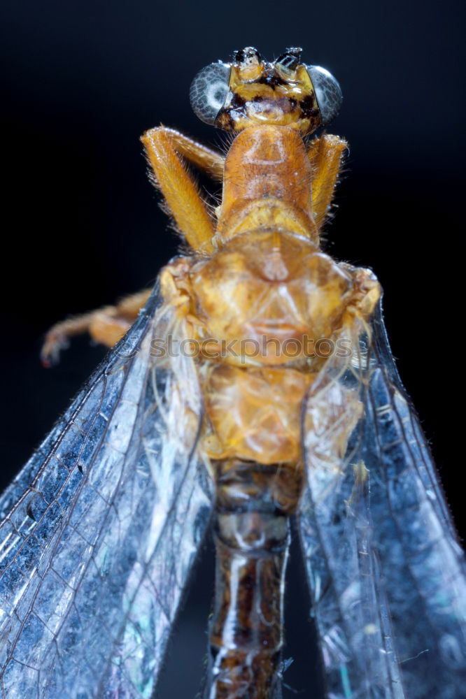 Similar – Image, Stock Photo Underwater picture of mosquito larvae in different stages of development. To make it more interesting the picture was turned upside down.