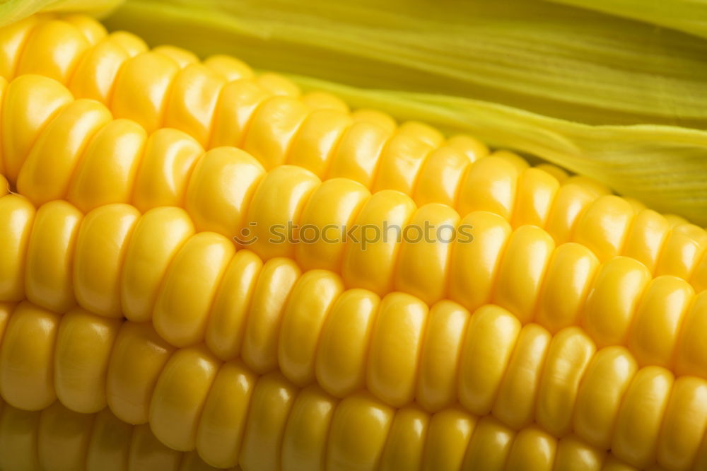 Similar – Image, Stock Photo eat corn Food Grain Picnic