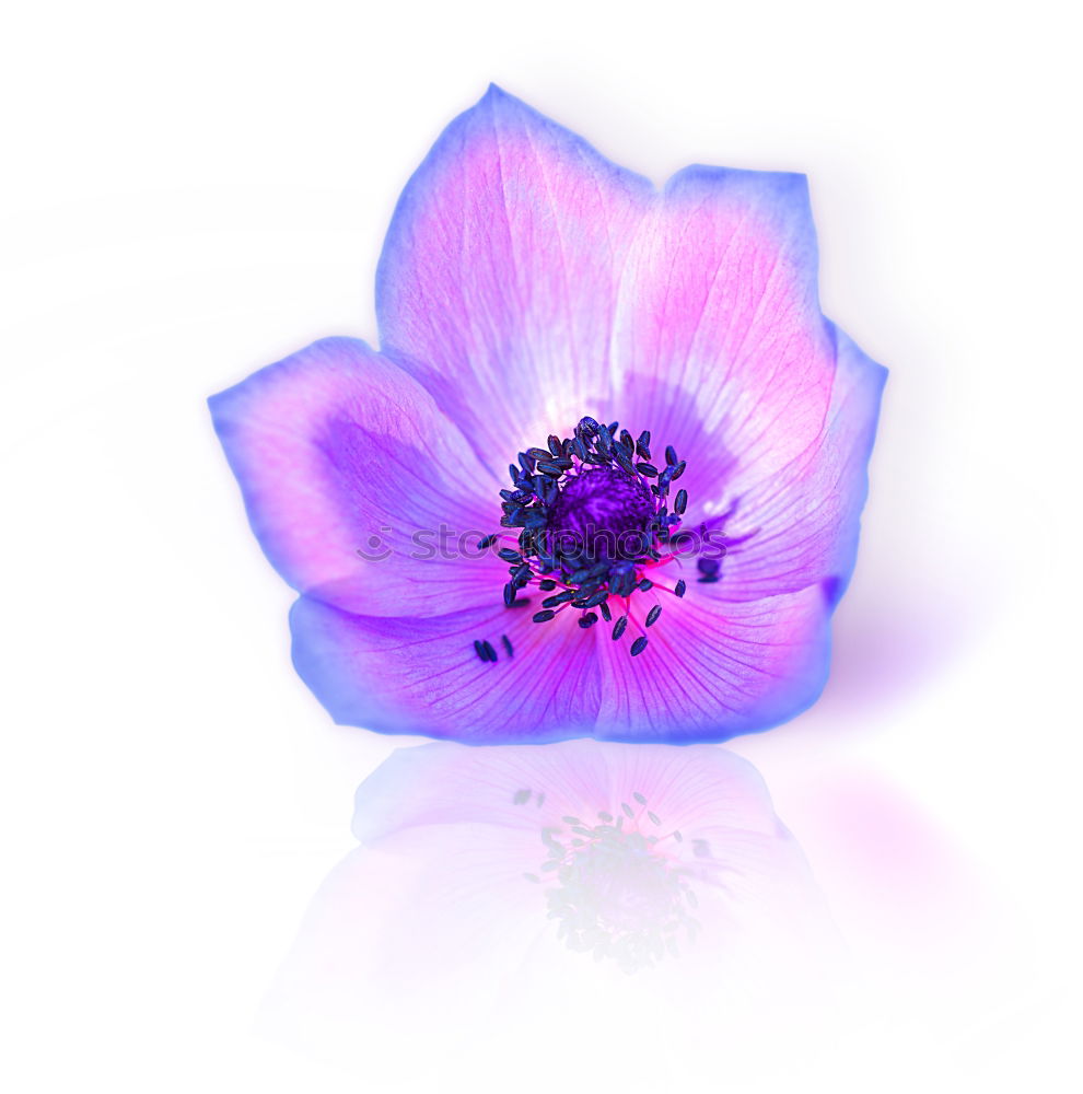 Image, Stock Photo Liver fluff, hepatica, nobilis,