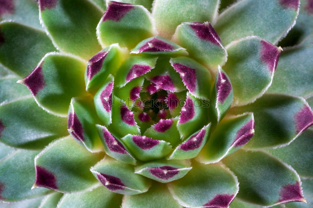 Artichoke structure