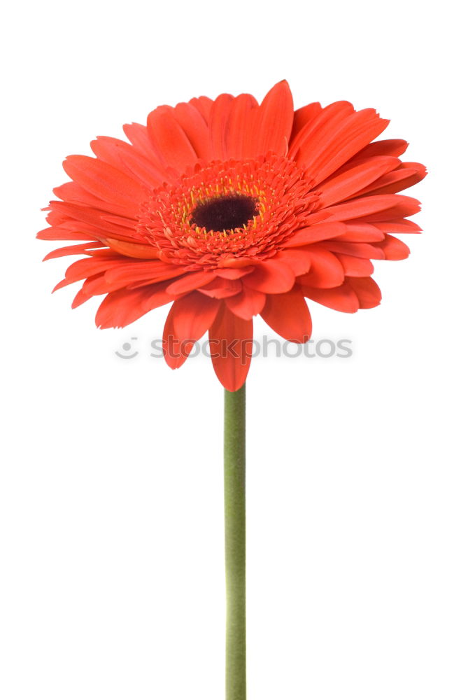 Similar – gerbera Plant Flower