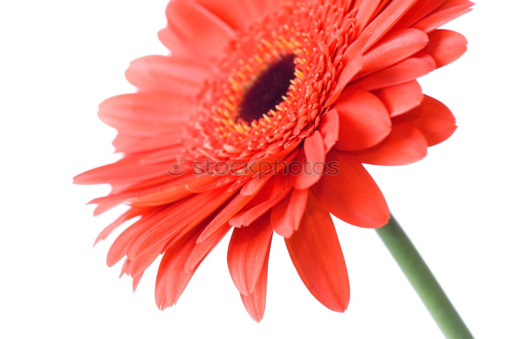 Similar – lady in red … Gerbera