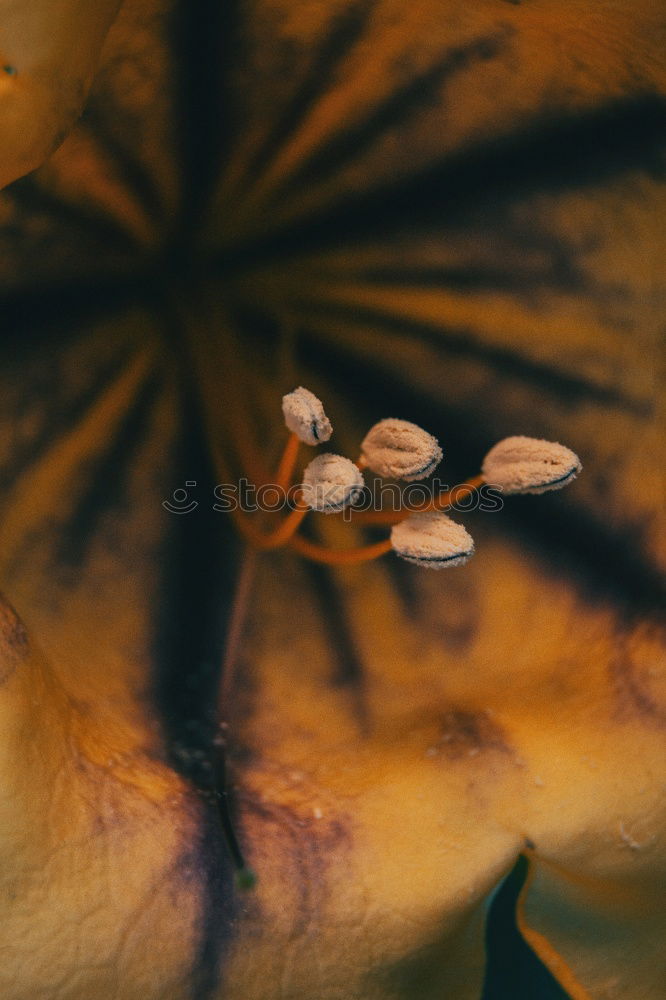 Similar – Image, Stock Photo rosy Plant Rose Blossom