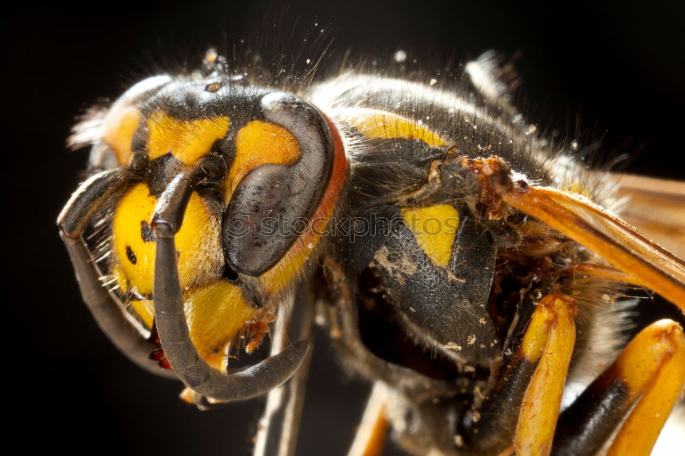 Similar – Image, Stock Photo Cheeeeeeeese! Wasps Animal