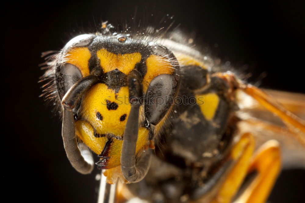 Similar – Image, Stock Photo Cheeeeeeeese! Wasps Animal