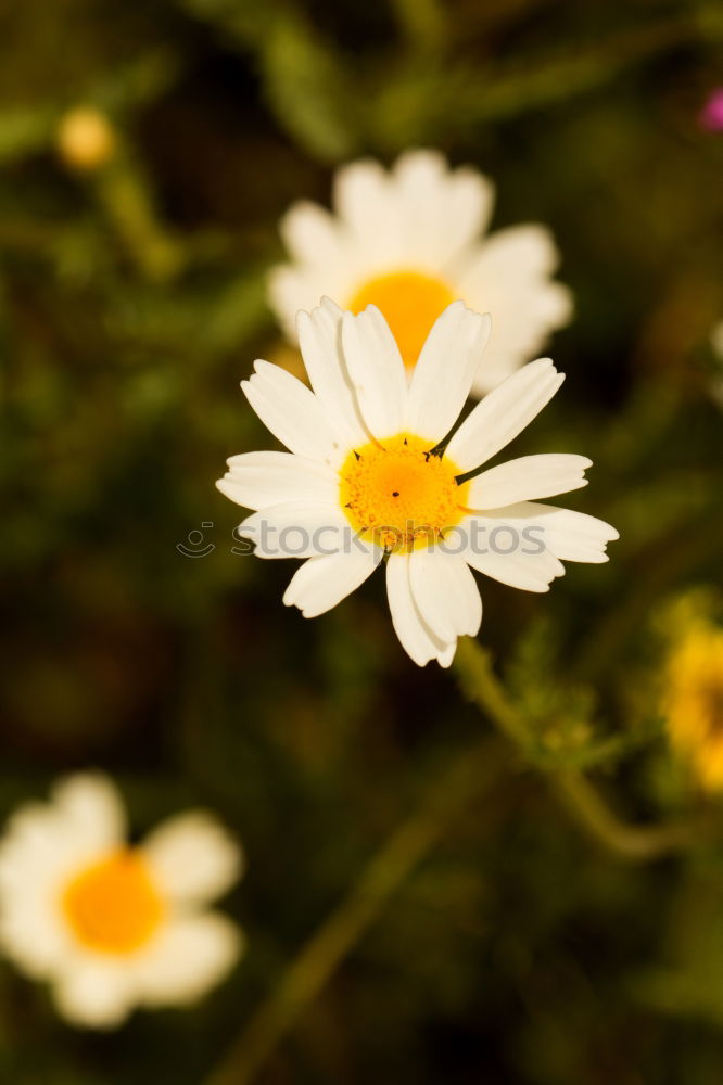 Similar – Image, Stock Photo Small Flowers Stamen stamp