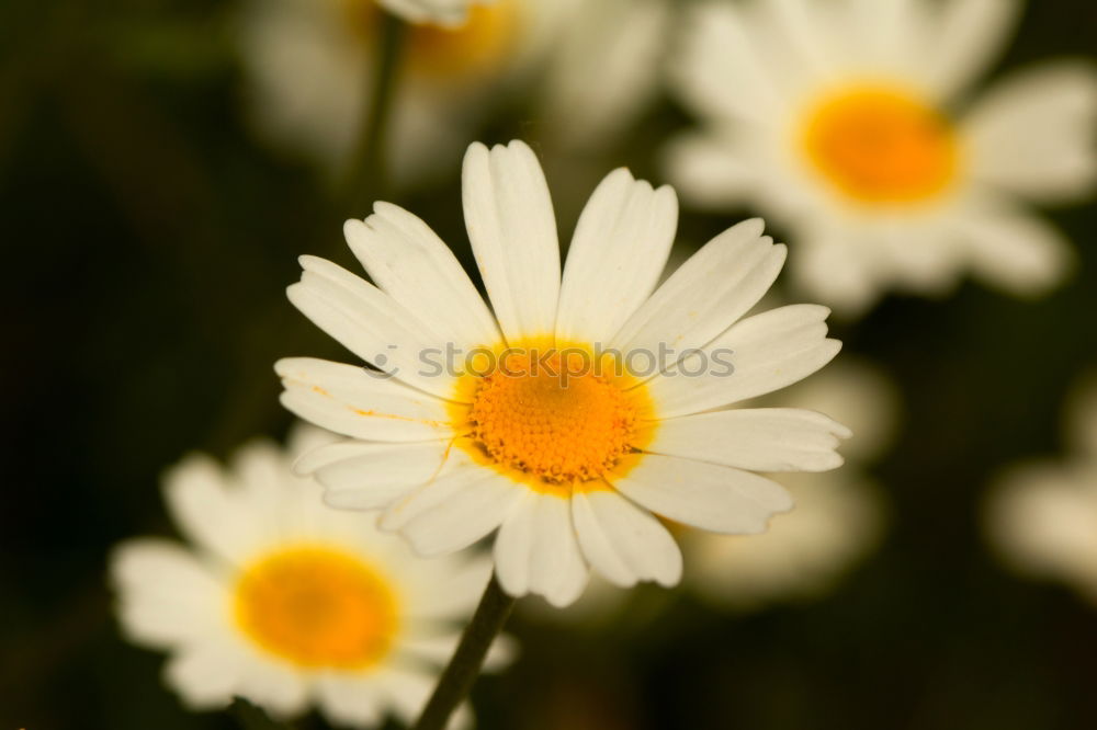 Image, Stock Photo Small Flowers Stamen stamp