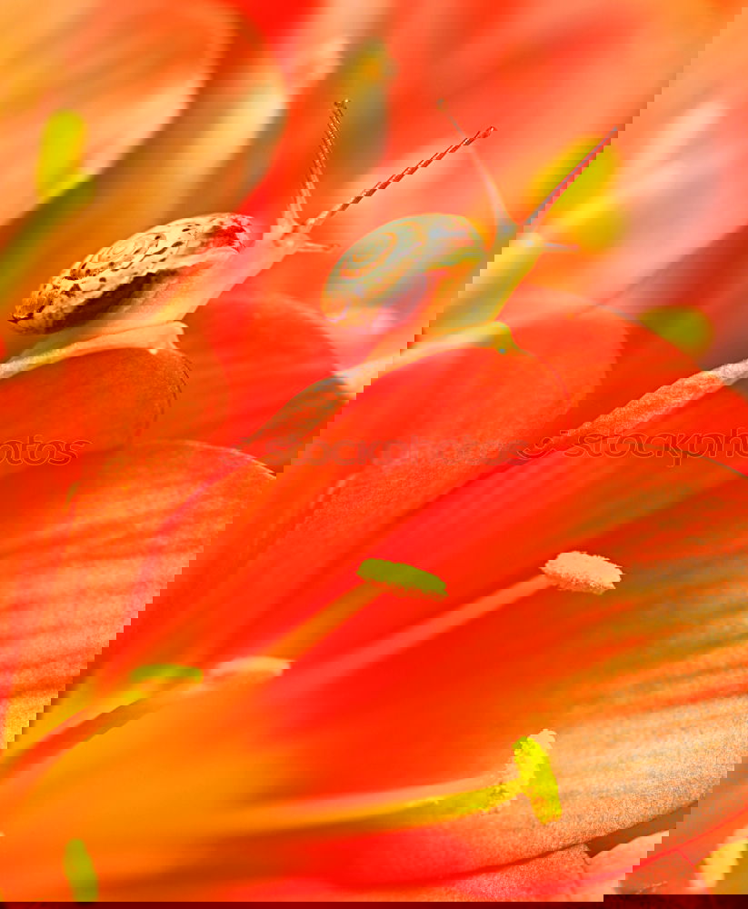Similar – Foto Bild Red flower Natur