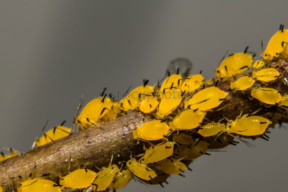 Similar – Image, Stock Photo salamanders Environment