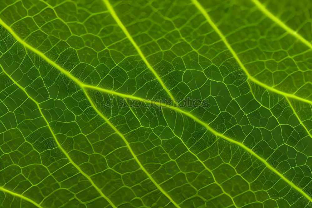 Similar – Image, Stock Photo green plant leaves Plant