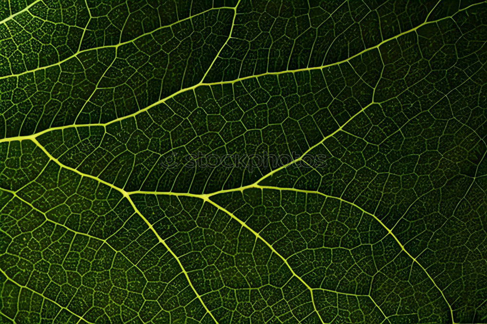 Similar – Image, Stock Photo green plant leaves texture in springtime