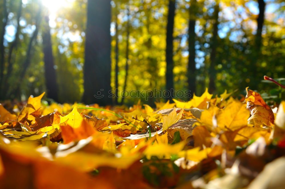 Similar – Autumn sun. Environment