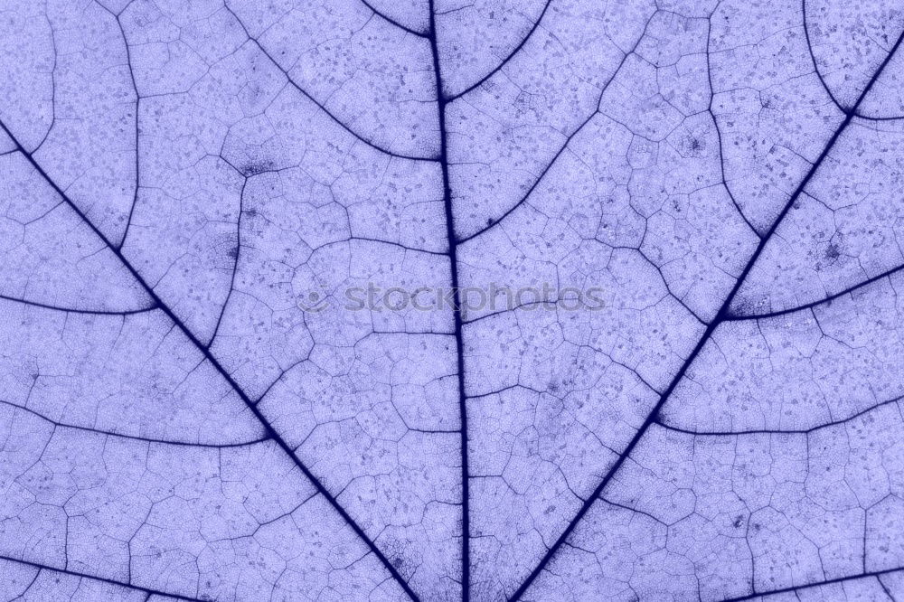 Similar – veins Environment Nature