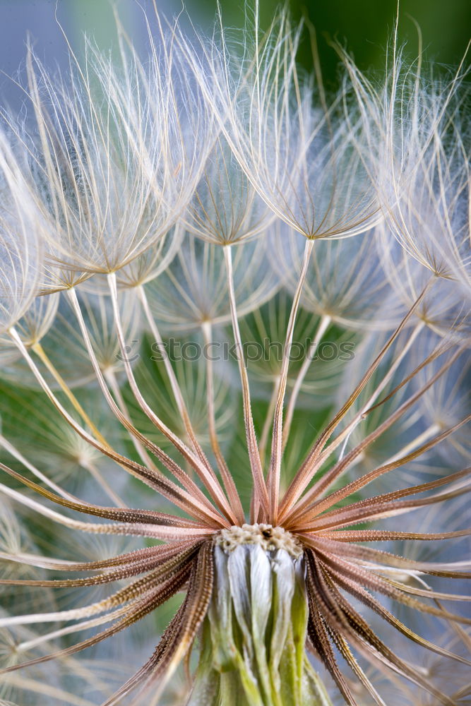 Similar – Foto Bild pusteblume Löwenzahn leer