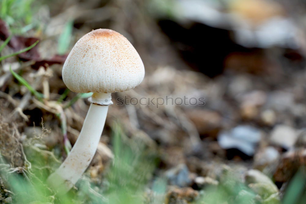 Similar – Another mushroom