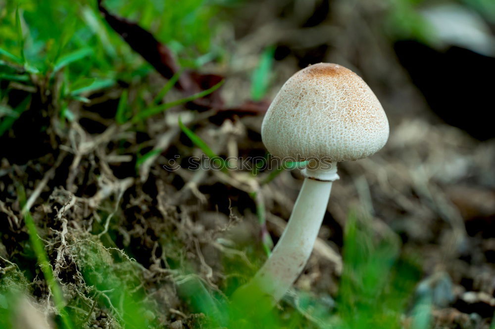 Similar – Foto Bild fungi Natur Pflanze Herbst