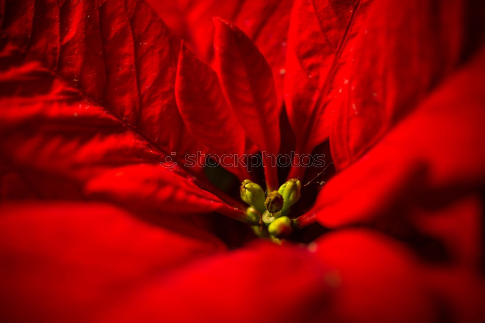 Similar – Beautiful red poinsettia