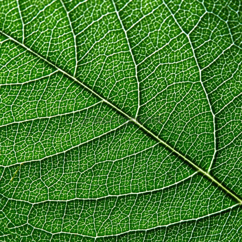 Similar – leaf Green Vessel