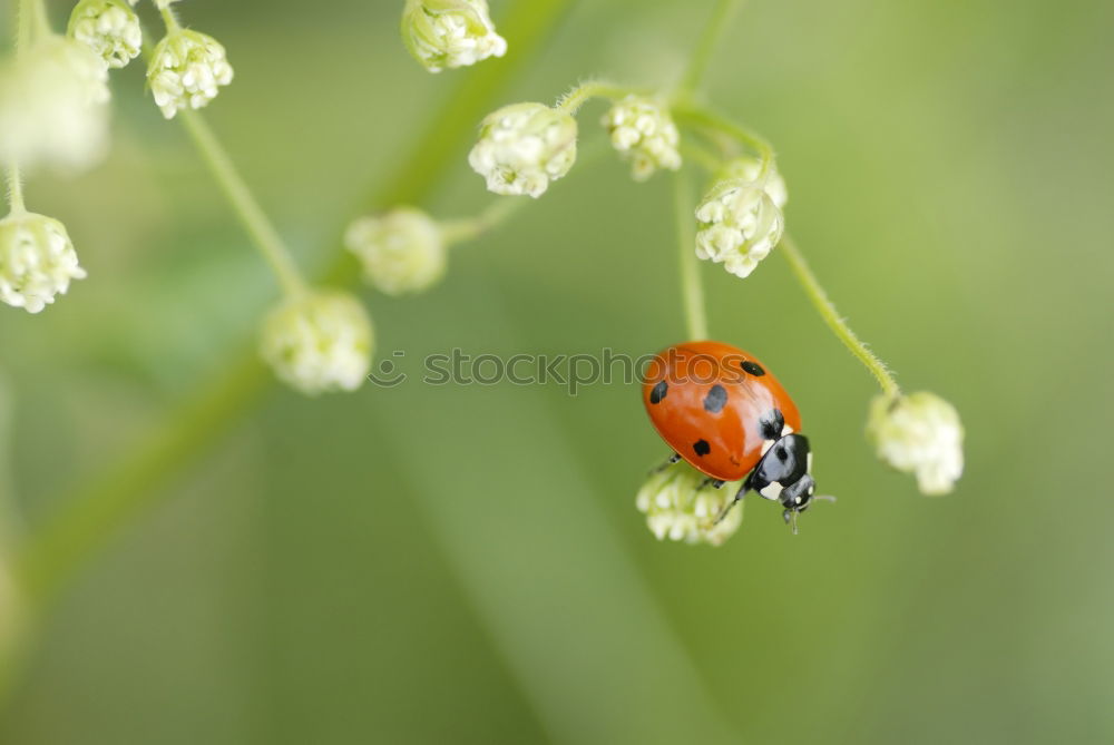 Similar – Image, Stock Photo at the edge of the sheet