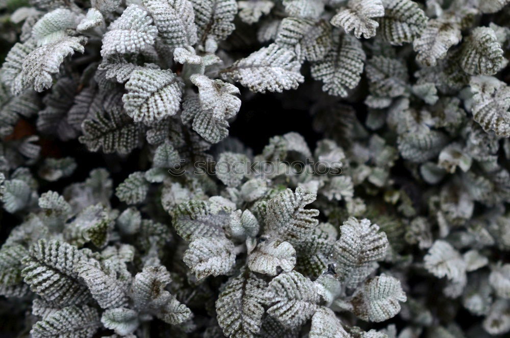 Similar – Image, Stock Photo ice flowers Cold Frost