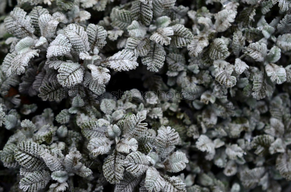 Image, Stock Photo ice flowers Cold Frost