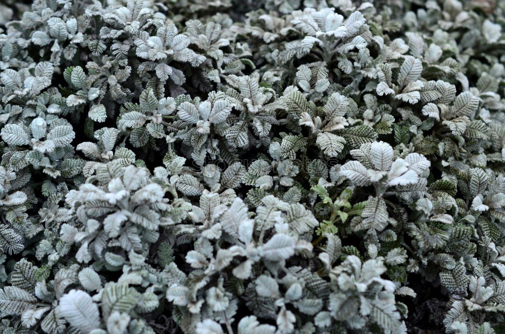 Similar – Image, Stock Photo ice flowers Nature Plant