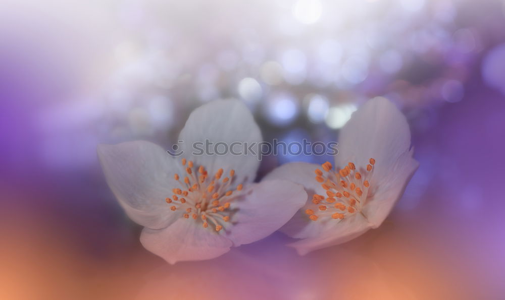 Similar – Image, Stock Photo Snail on anemone blossom