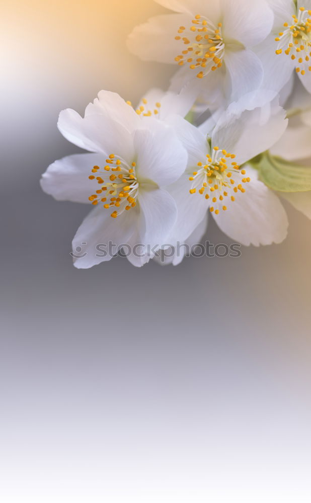 Similar – Image, Stock Photo Jump! Nature Plant Spring