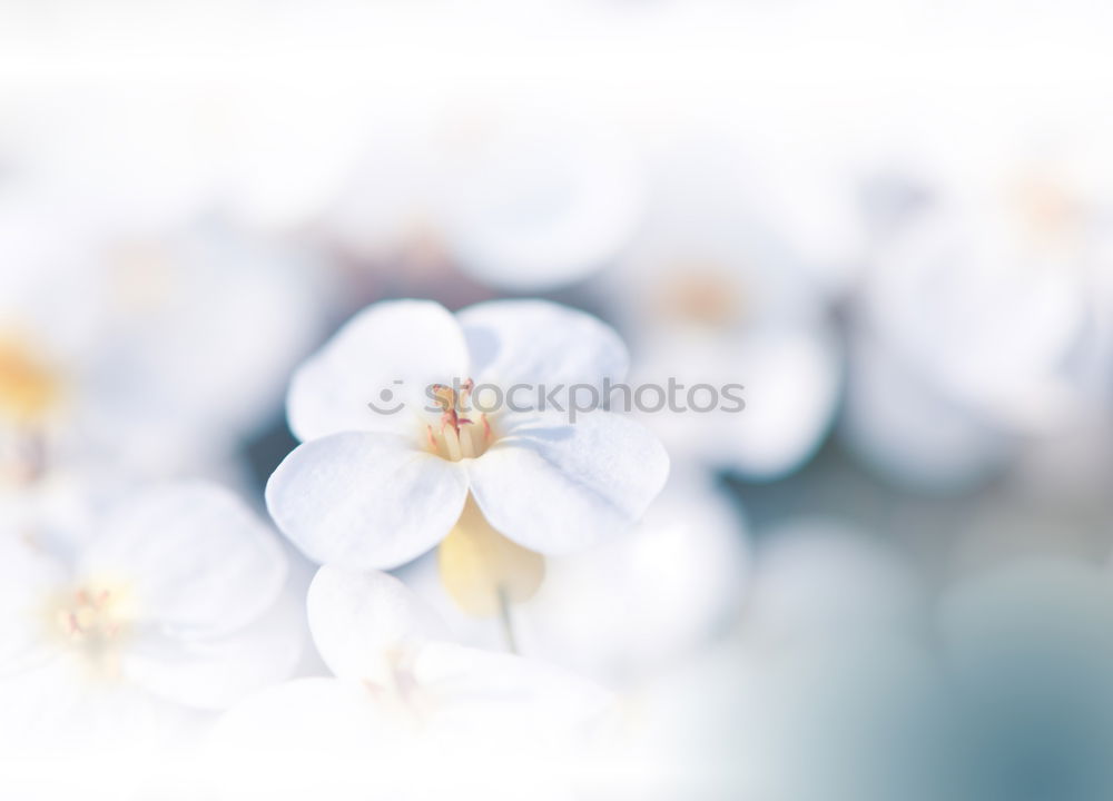 Similar – Image, Stock Photo Lilies Flowers Bouquet