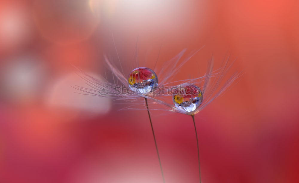 Similar – Winter Asters