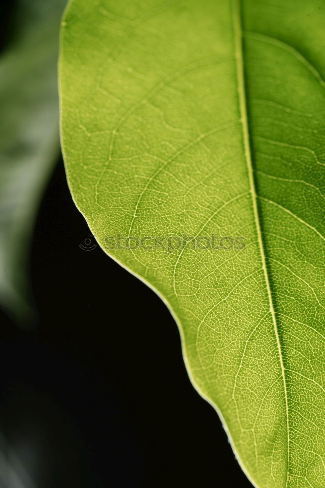 Similar – leaves Leaf Green Flower