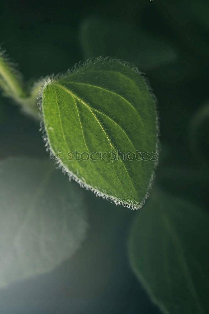 Similar – Image, Stock Photo parsley Food